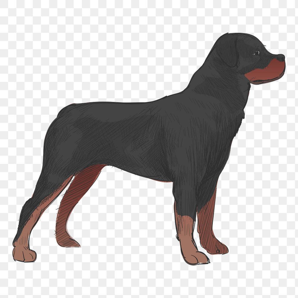 Png Rottweiler dog  animal illustration, transparent background