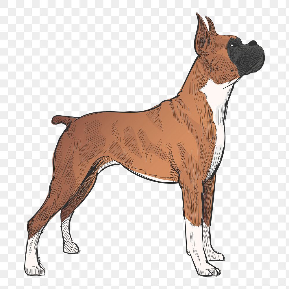 Png Boxer dog  animal illustration, transparent background