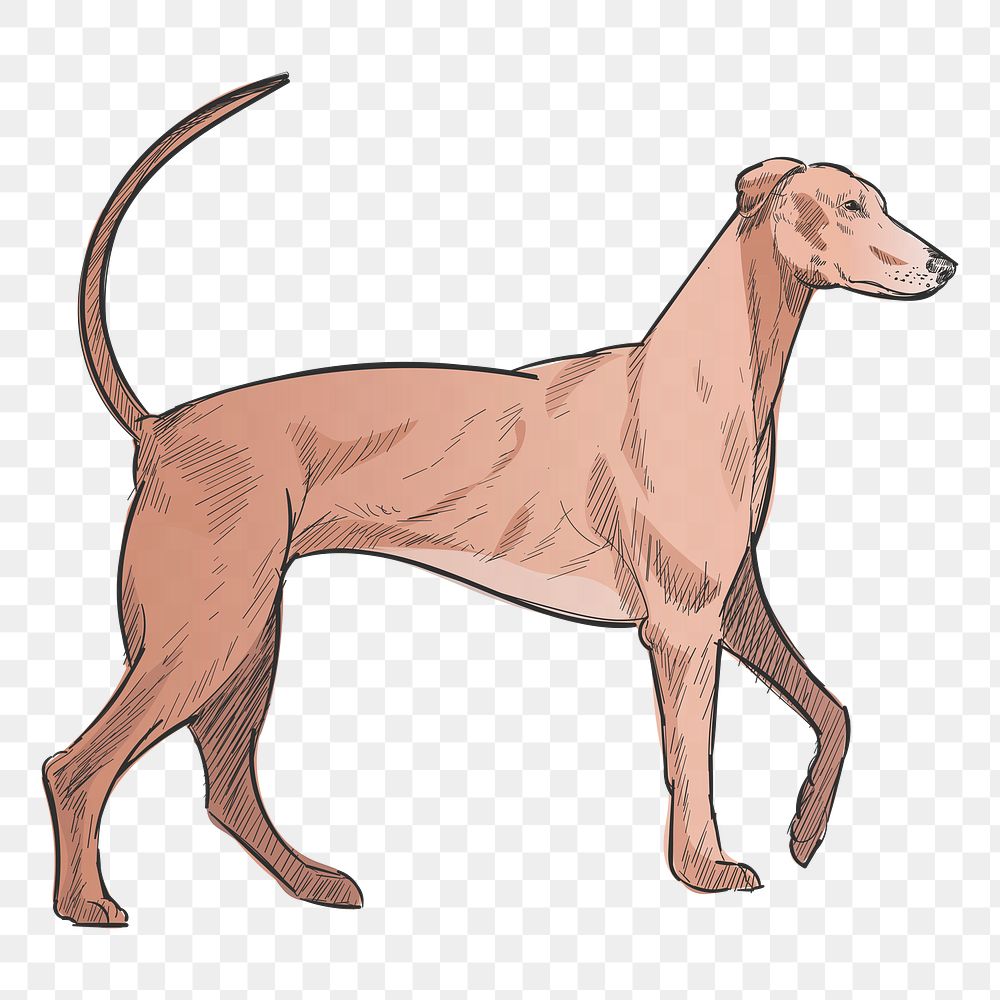 Png Redbone Coonhound dog  animal illustration, transparent background