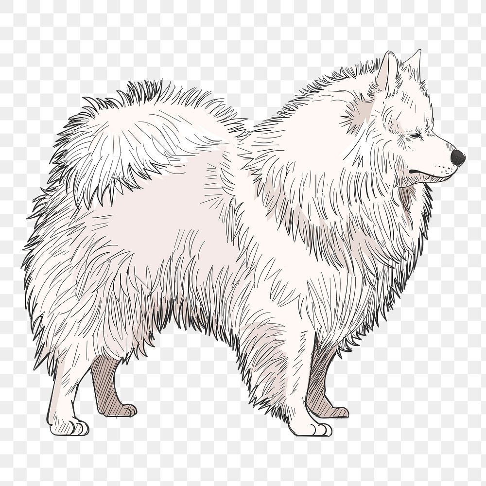 Png Spitz dog  animal illustration, transparent background