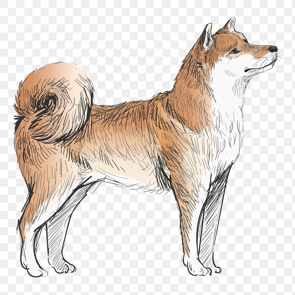 Png Shiba dog  animal illustration, transparent background