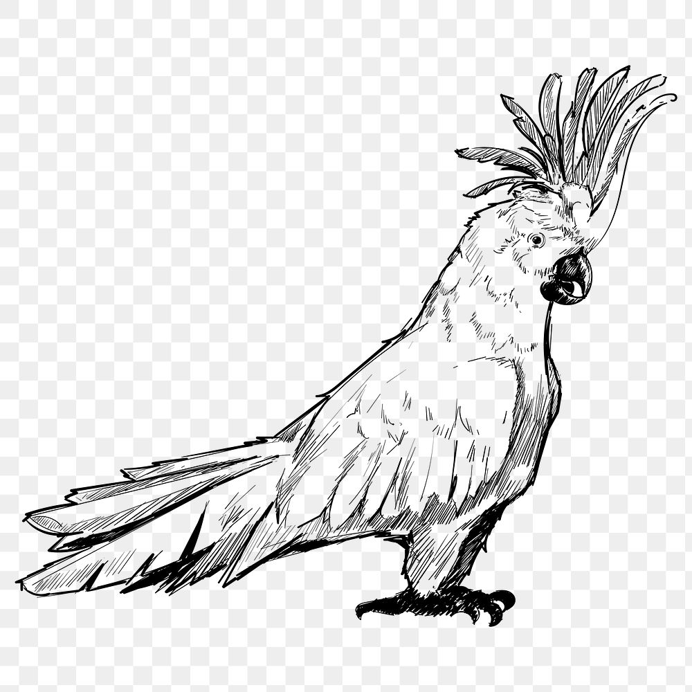 Png Cockatoo parrot  animal illustration, transparent background