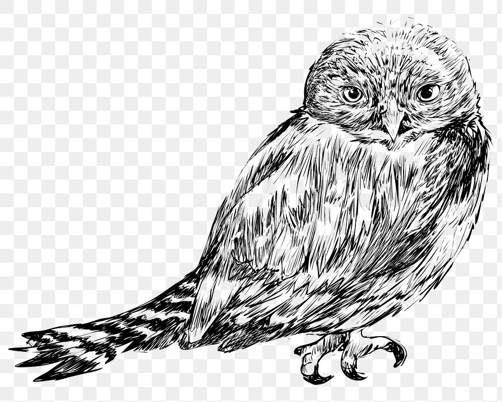 Png Northern Pygmy owl  animal illustration, transparent background