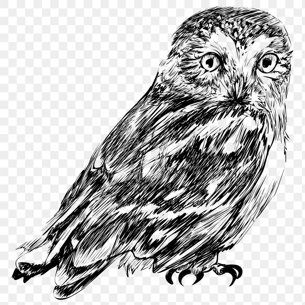 Png Northern saw-whet owl  animal illustration, transparent background