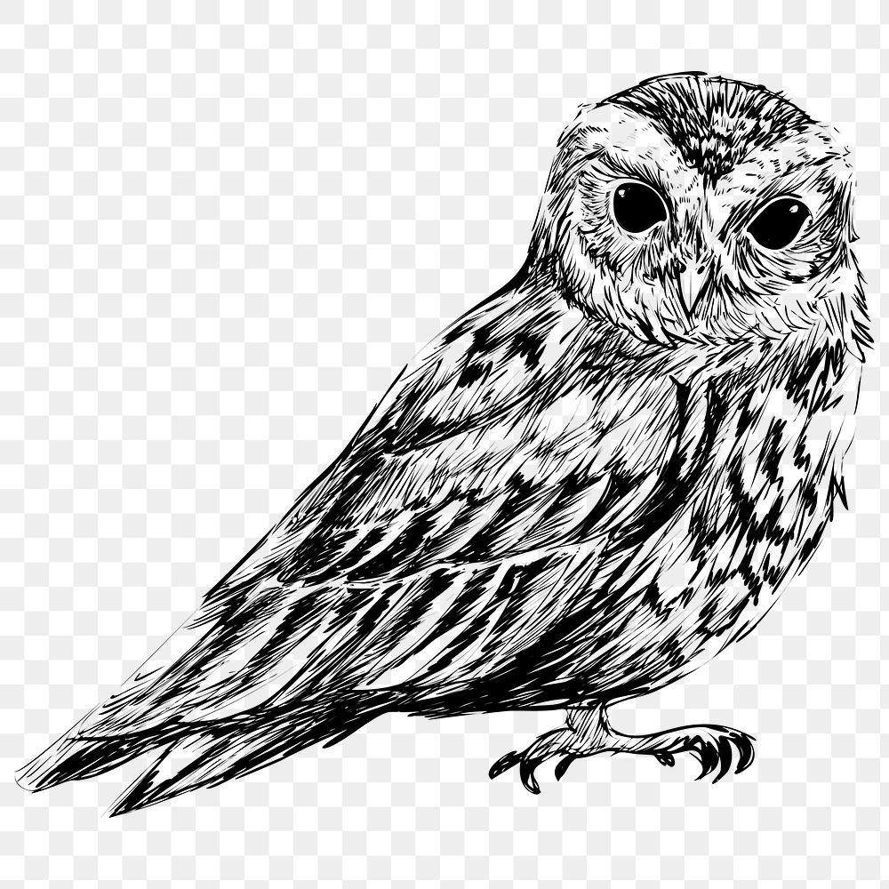 Png Flammulated owl  animal illustration, transparent background