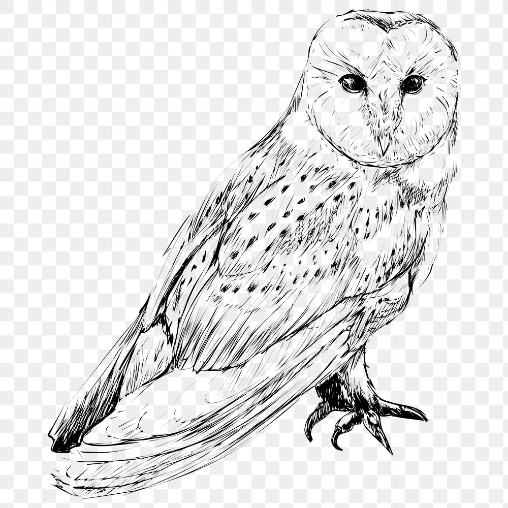 Png Barn owl  animal illustration, transparent background