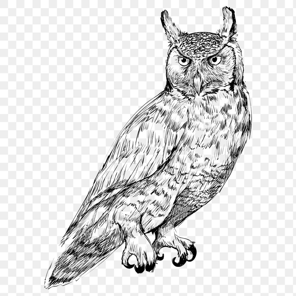 Png Great Horned owl  animal illustration, transparent background
