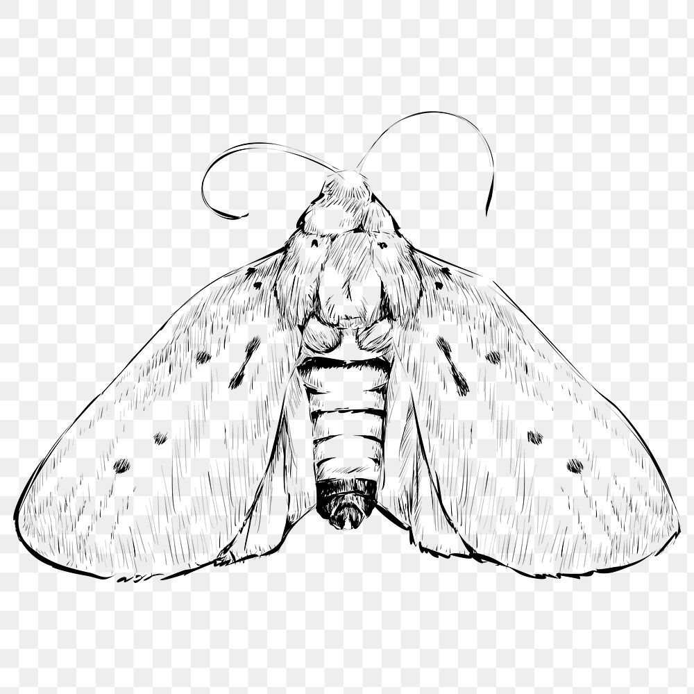 Png moth sketch  animal illustration, transparent background