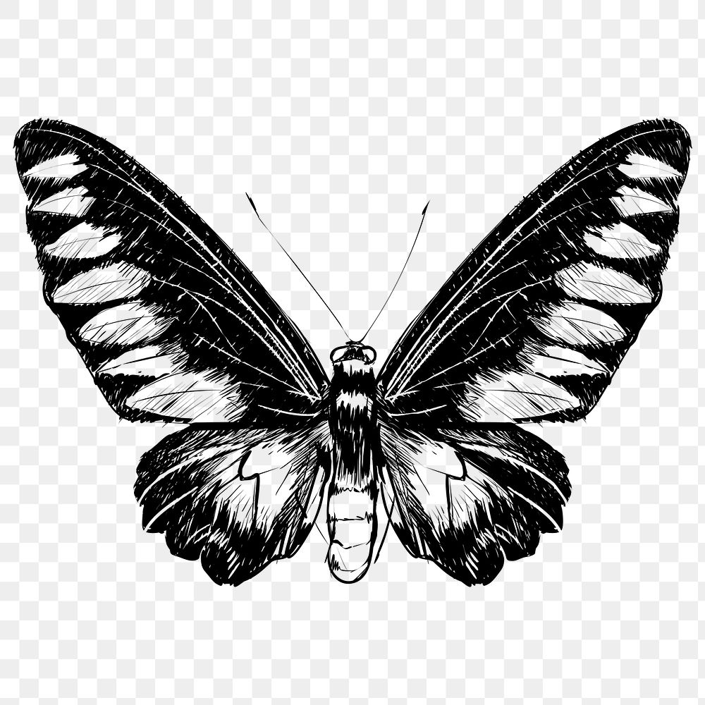 Png butterfly illustration  animal illustration, transparent background
