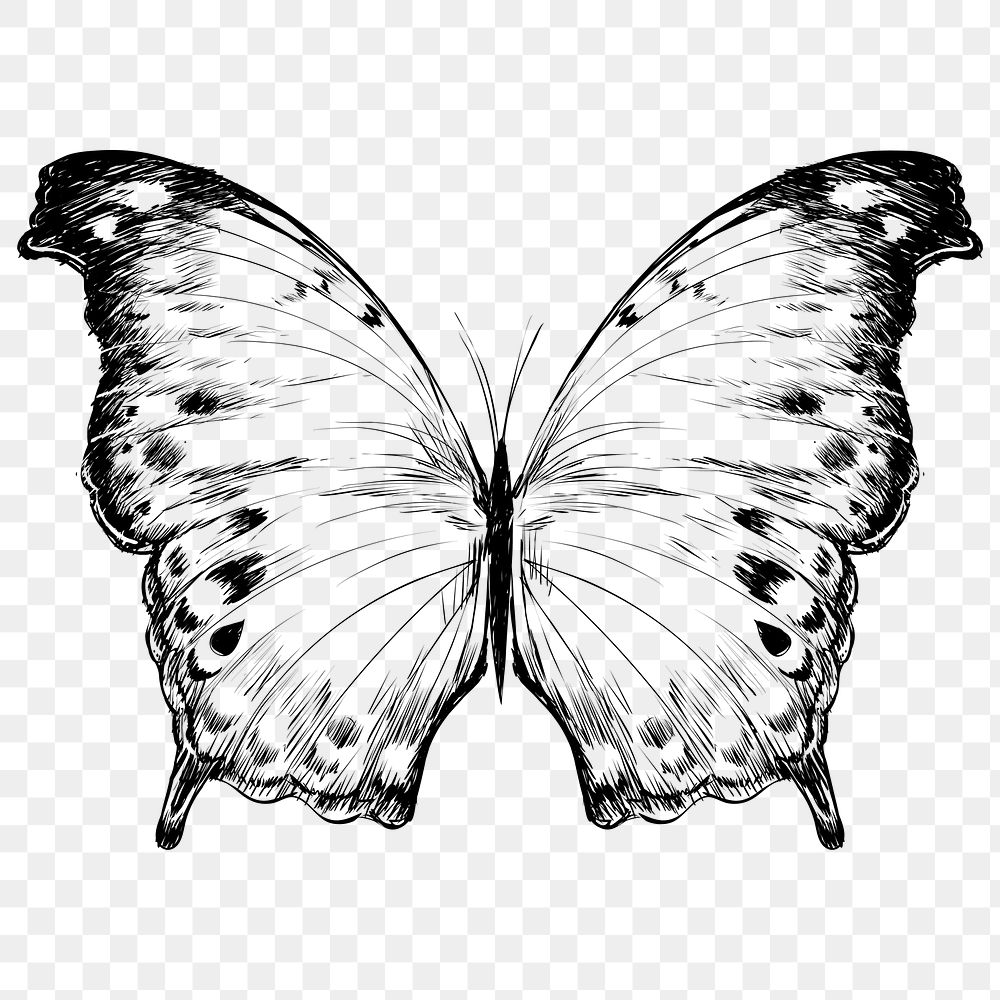 Png beautiful butterfly  animal illustration, transparent background