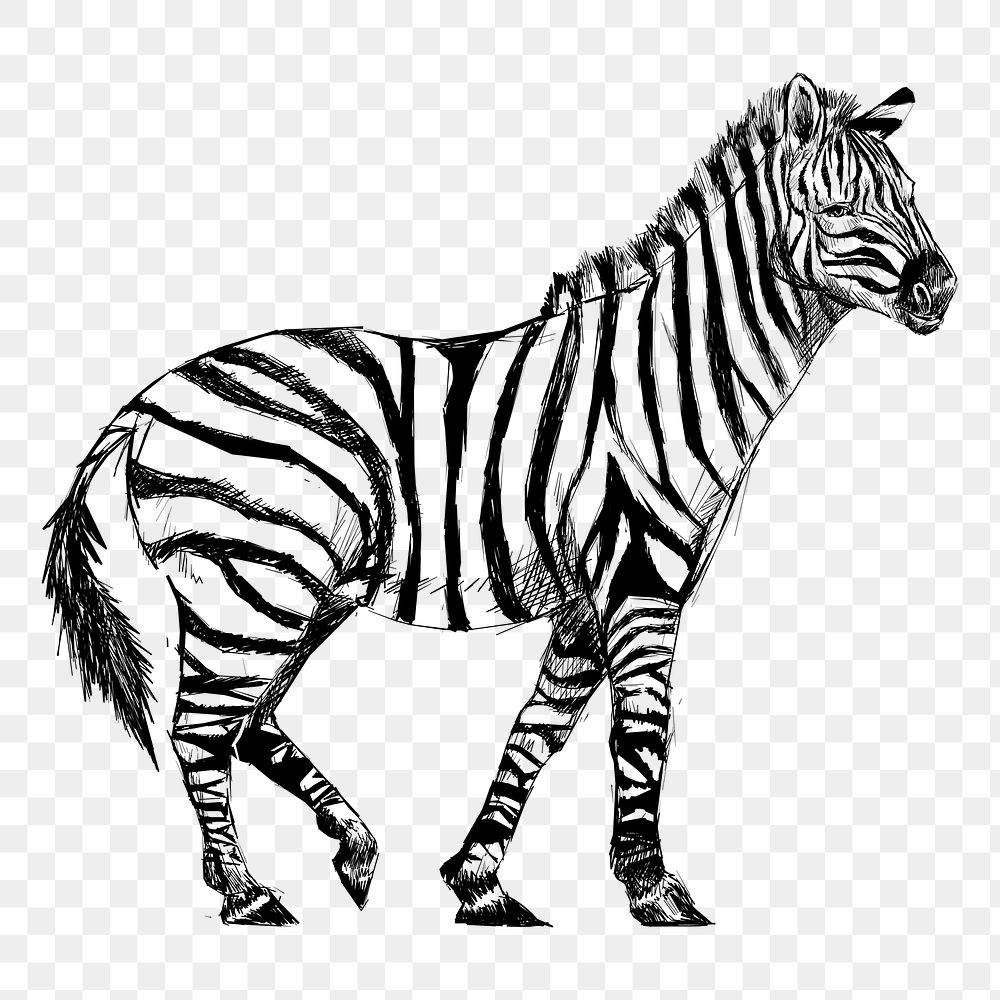 Png Zebra sketch  animal illustration, transparent background