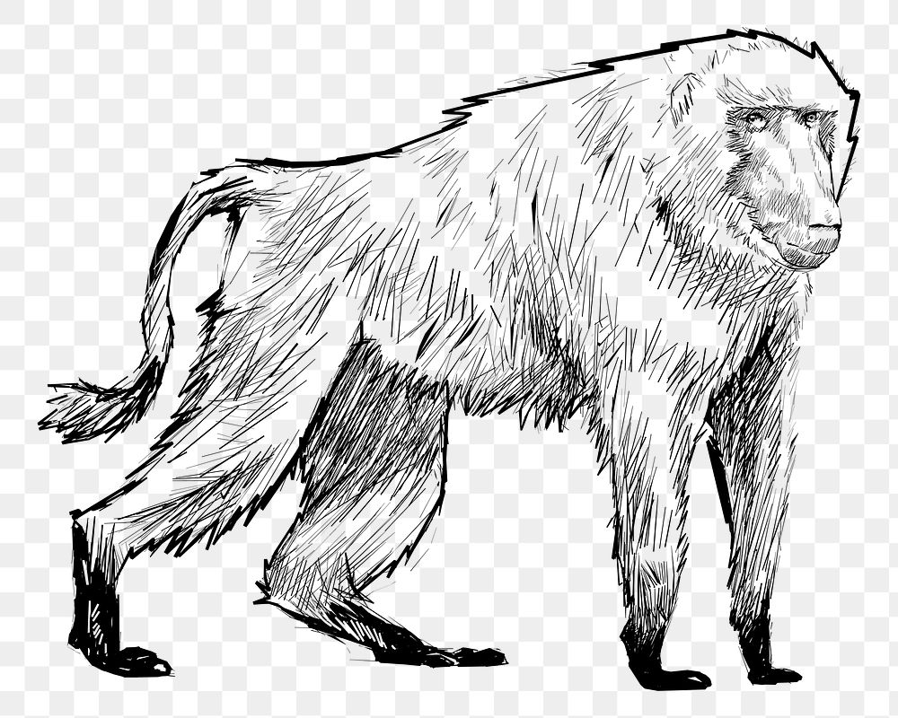 Png Baboon sketch  animal illustration, transparent background