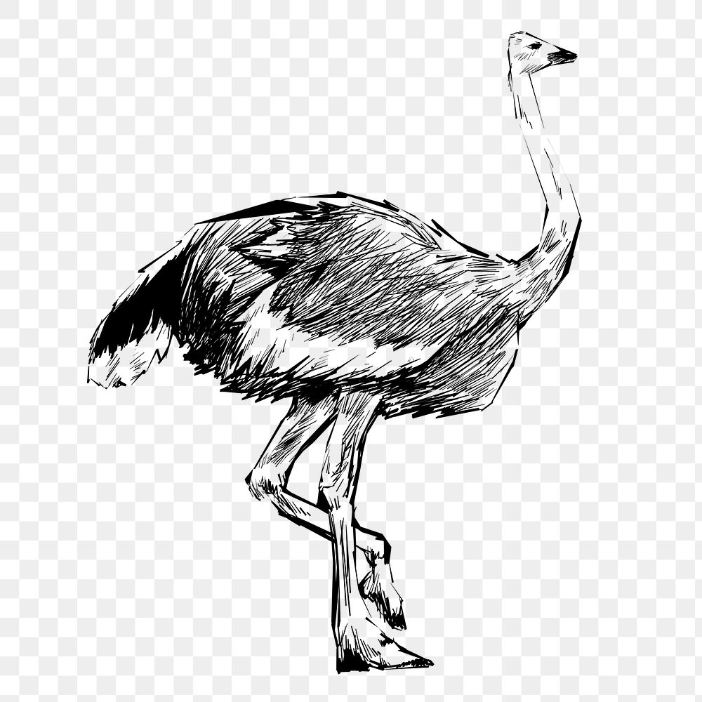 Png Ostrich sketch  animal illustration, transparent background