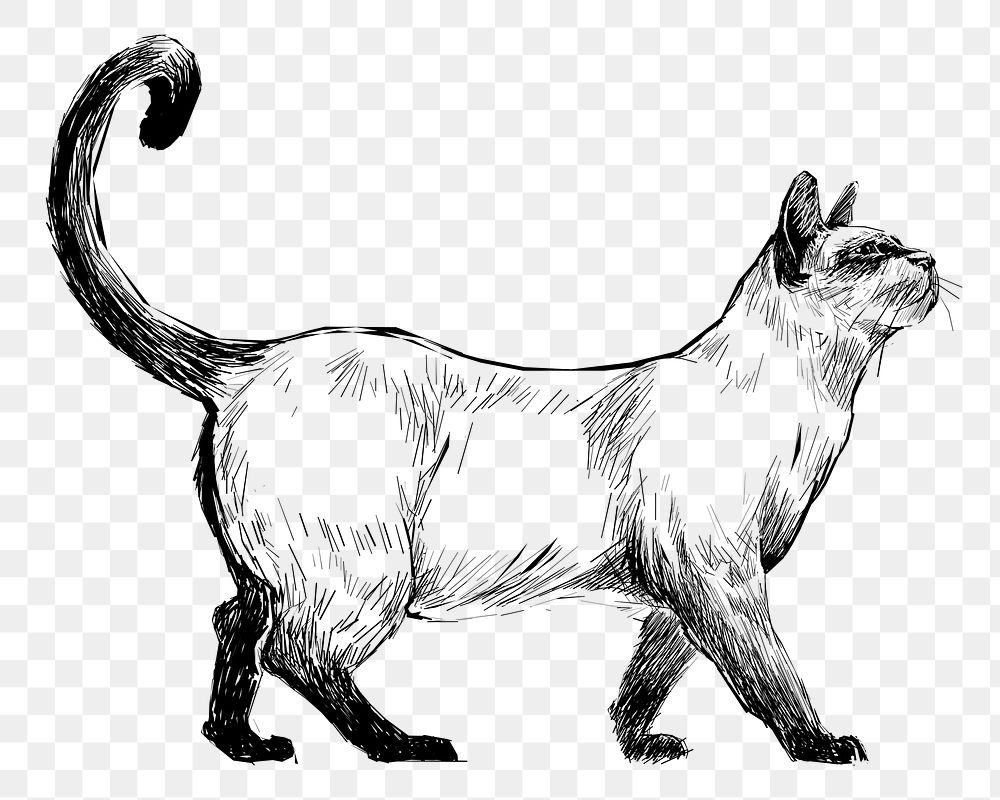 Png Siamese cat  animal illustration, transparent background