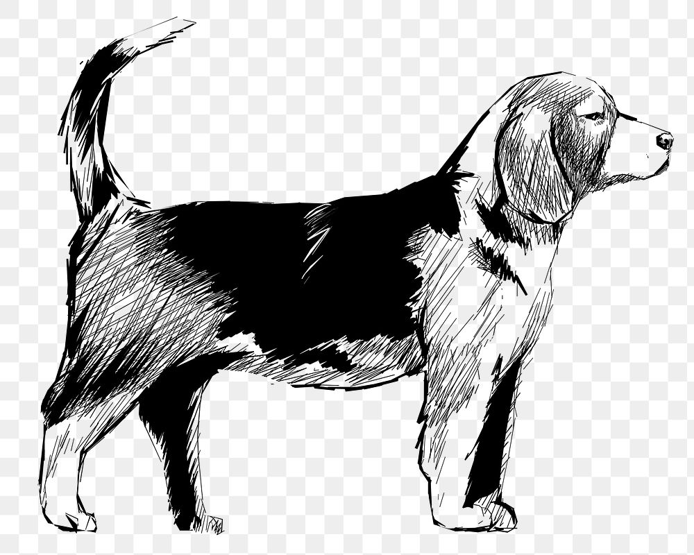 Png Beagle dog  animal illustration, transparent background
