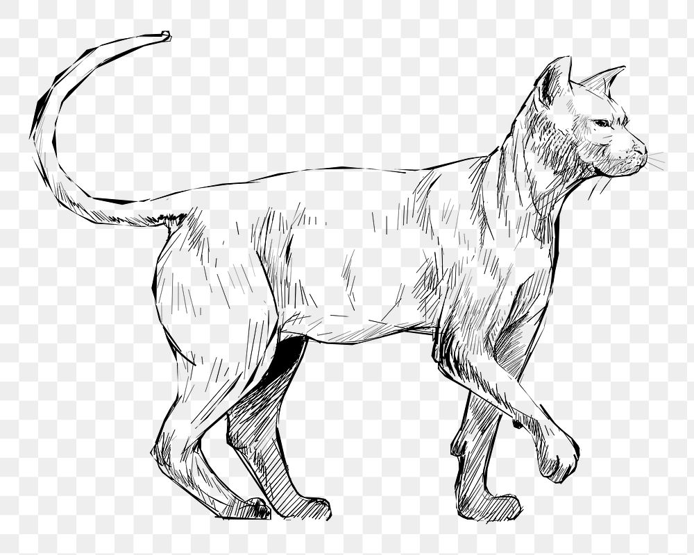 Png Sphynx cat  animal illustration, transparent background