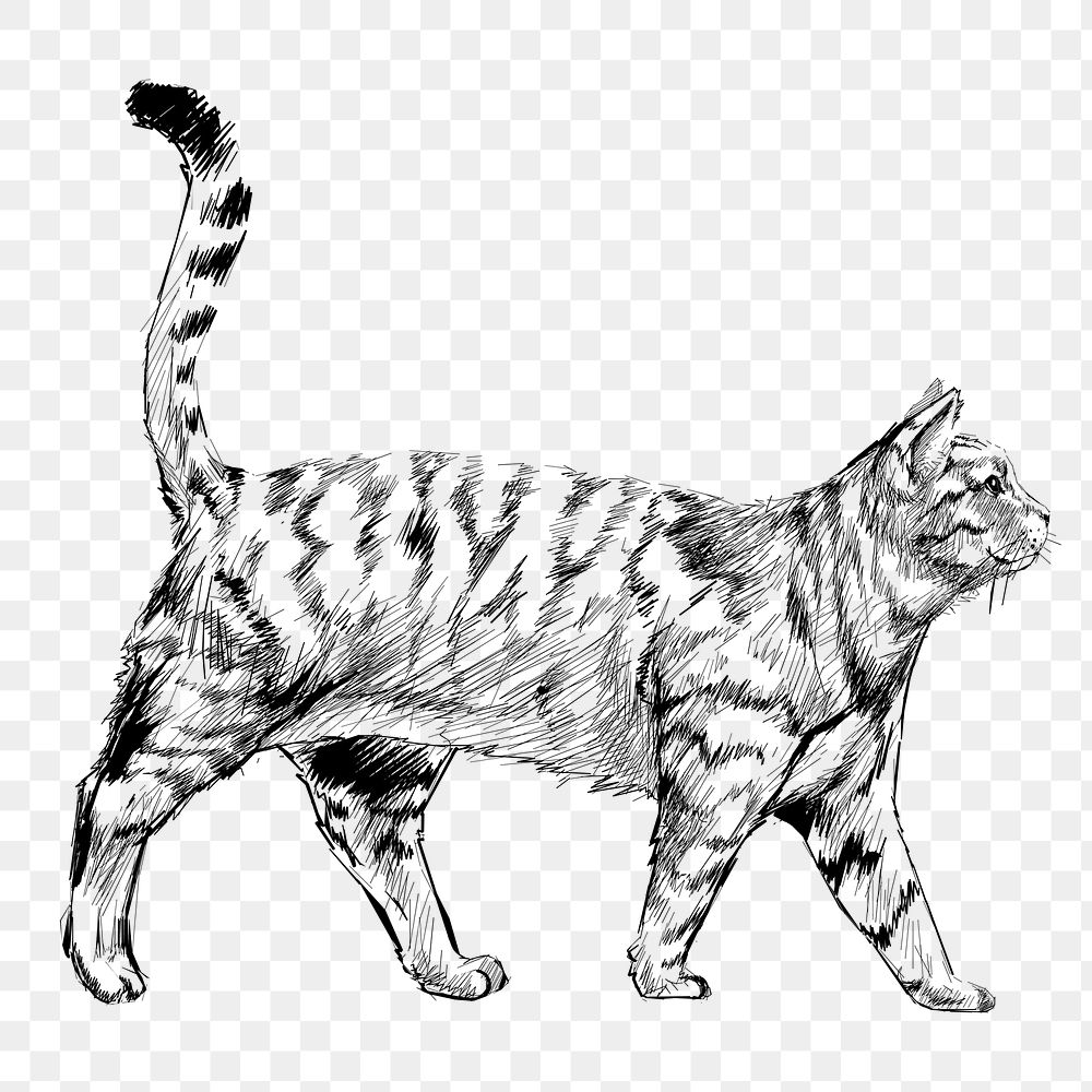 Png British Shorthair cat  animal illustration, transparent background