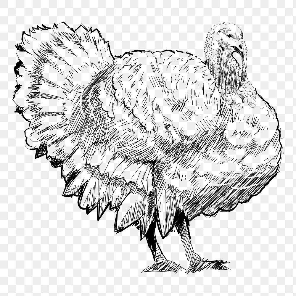 Png turkey sketch  animal illustration, transparent background