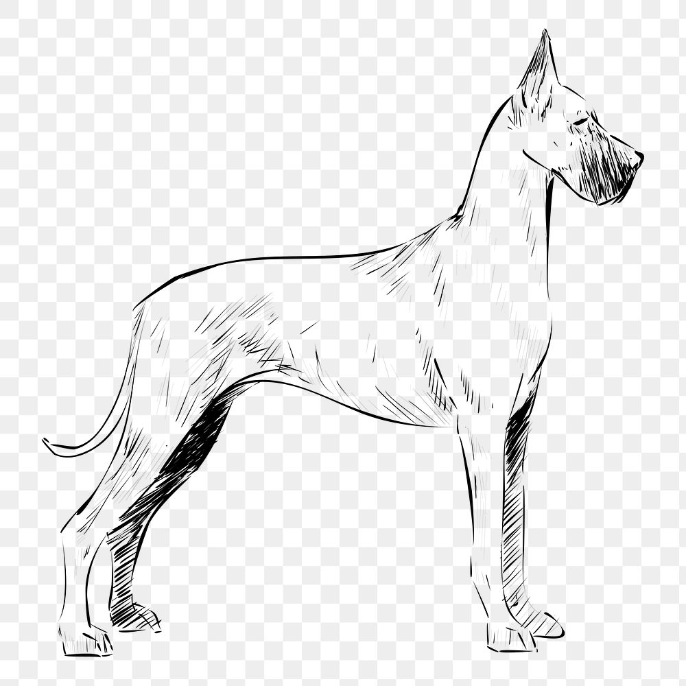 Png Great Dane dog  animal illustration, transparent background