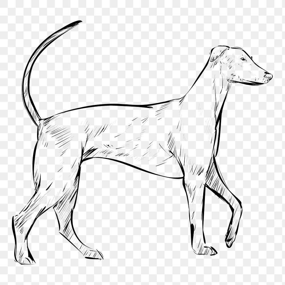 Png Redbone Coonhound dog  animal illustration, transparent background