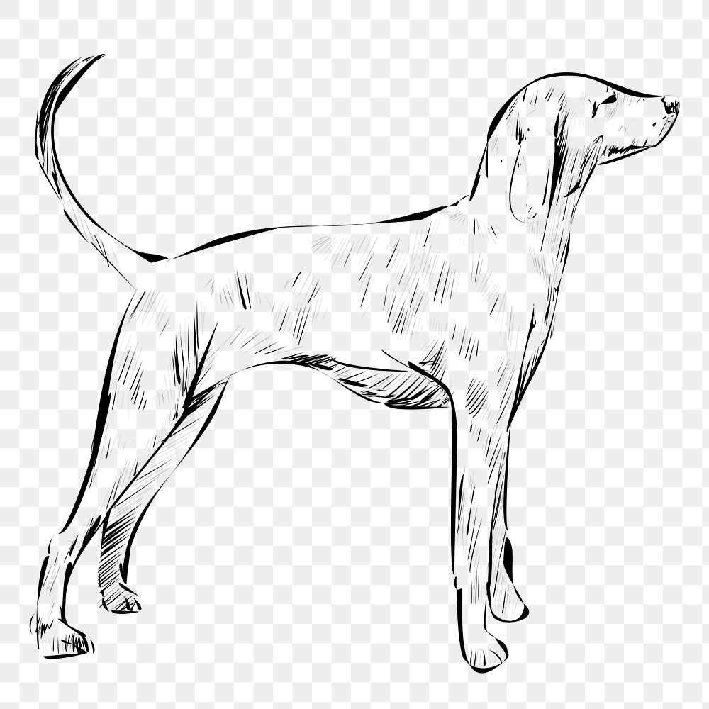 Png Greyhound dog  animal illustration, transparent background