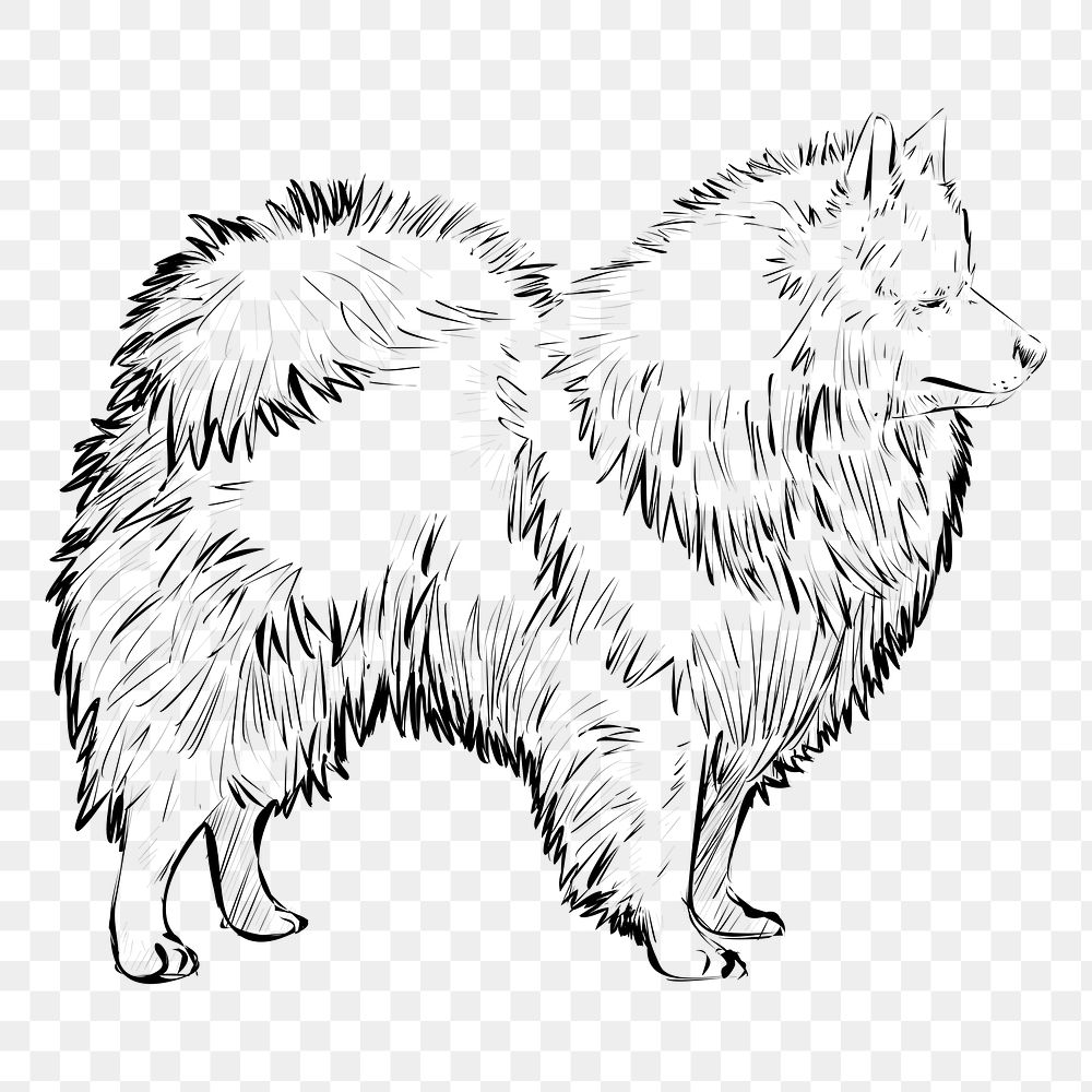 Png Spitz dog  animal illustration, transparent background