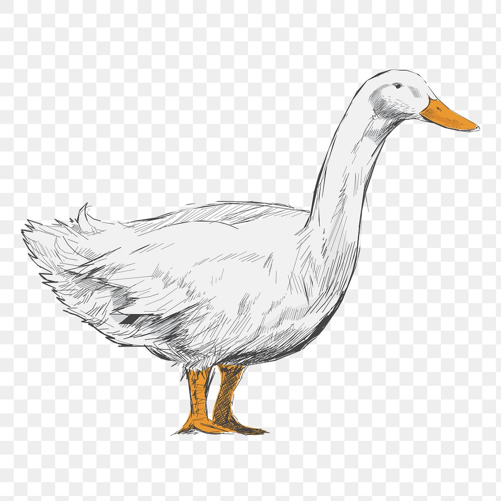 Png white duck  animal illustration, transparent background