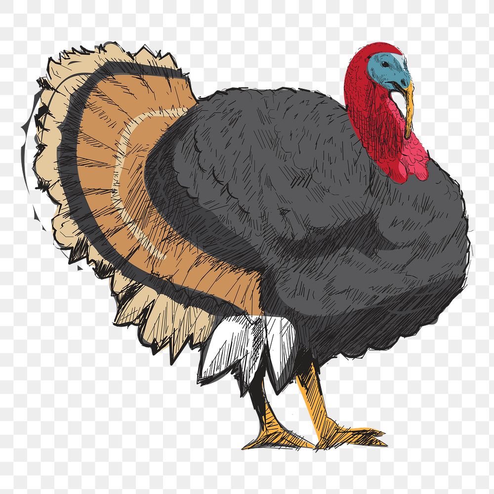 Png big turkey  animal illustration, transparent background