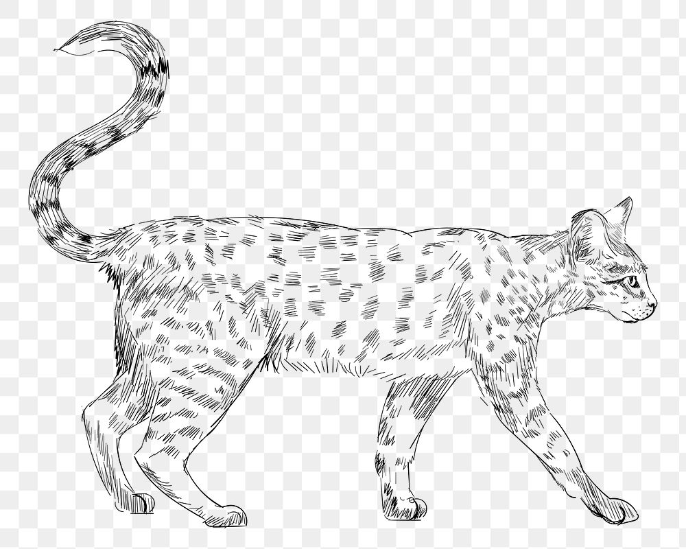 Png Savannah cat  animal illustration, transparent background