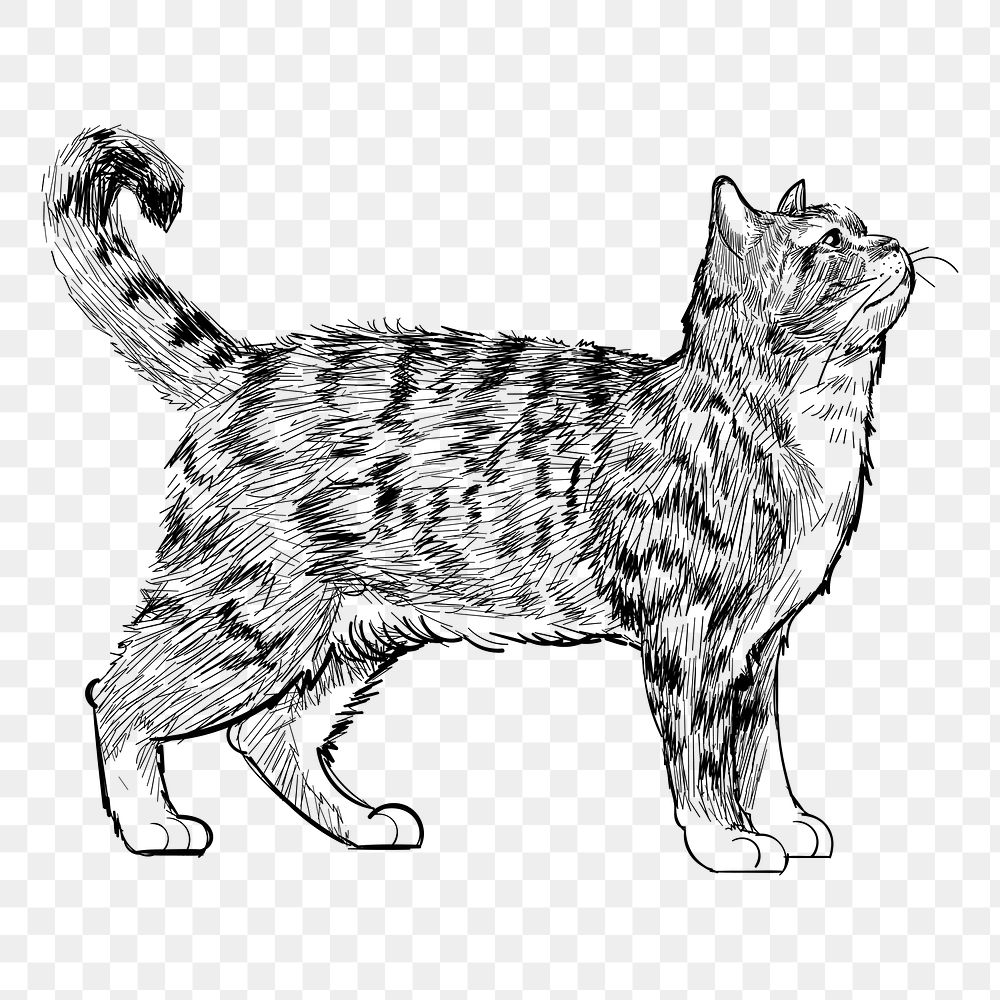 Png American Wirehair cat  animal illustration, transparent background