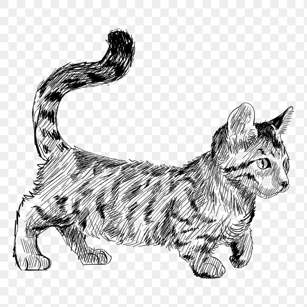 Png Dwarf cat  animal illustration, transparent background