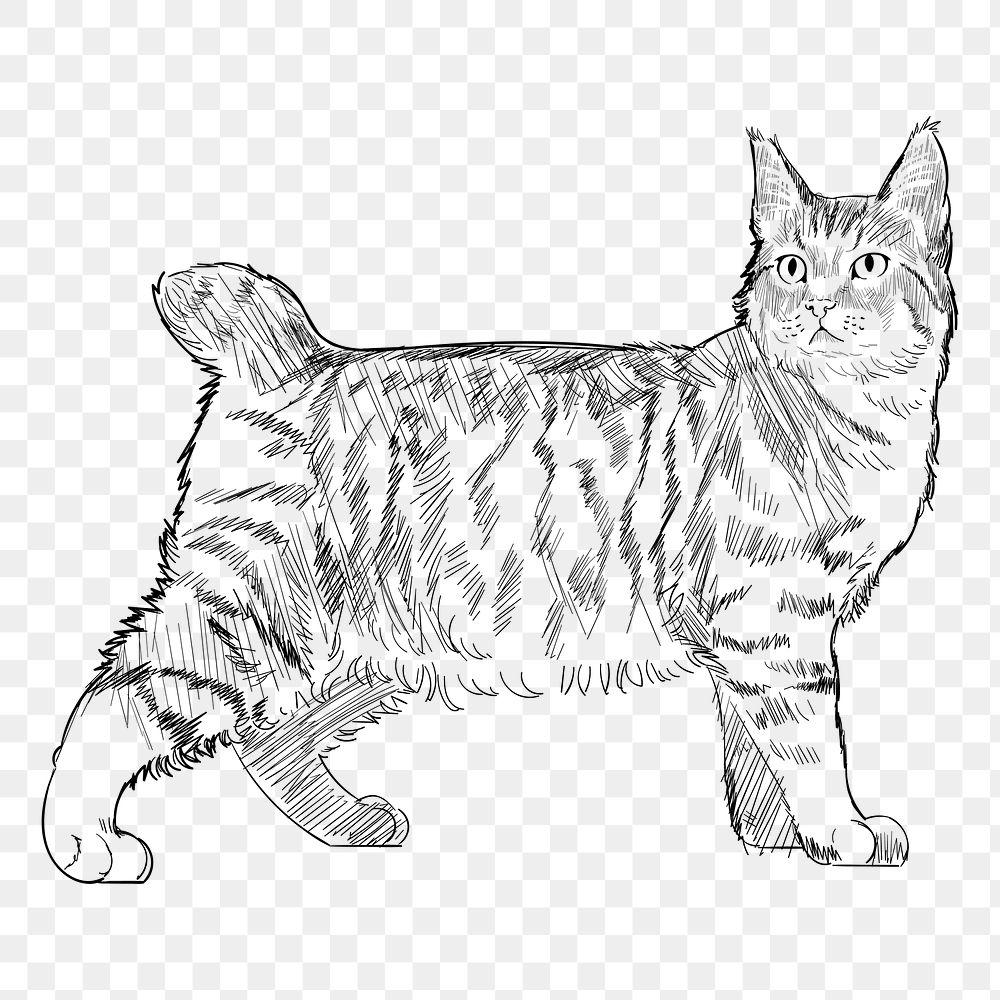 Png Pixie Bob cat  animal illustration, transparent background