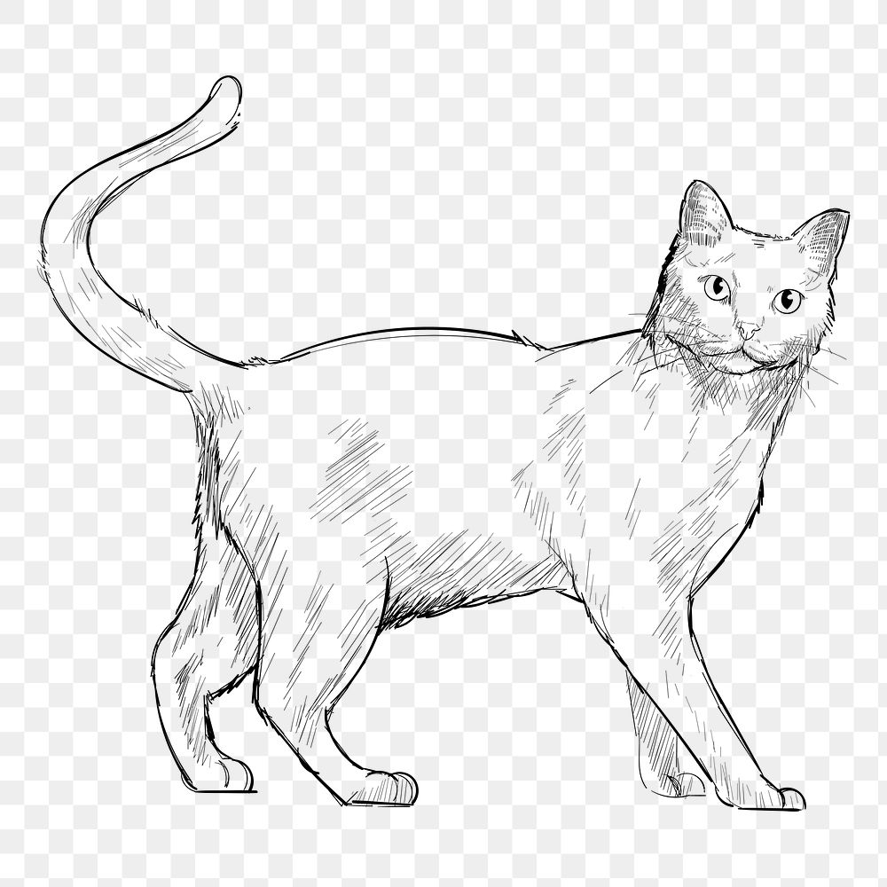 Png Khao Manee cat  animal illustration, transparent background