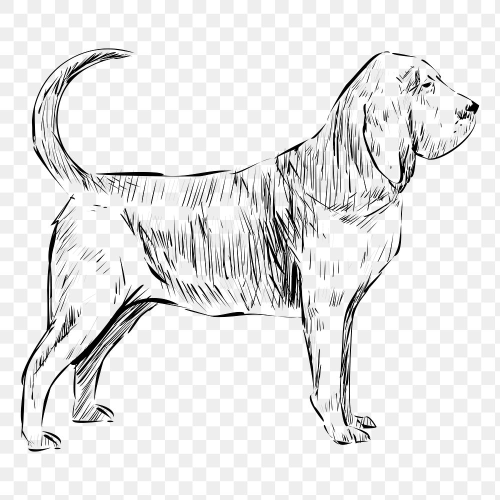 Png Bloodhound dog  animal illustration, transparent background