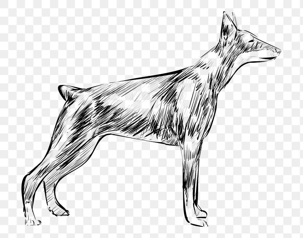 Png Doberman Pinscher dog  animal illustration, transparent background