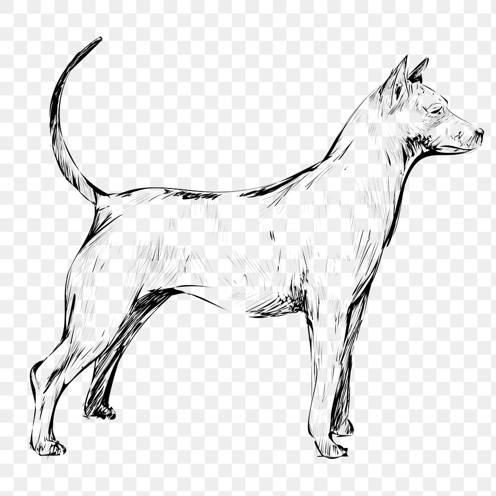 Png Thai Ridgeback dog  animal illustration, transparent background