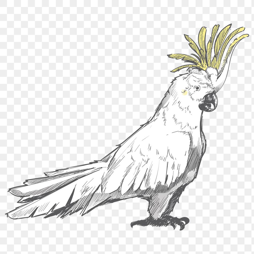 Png Cockatoo parrot  animal illustration, transparent background