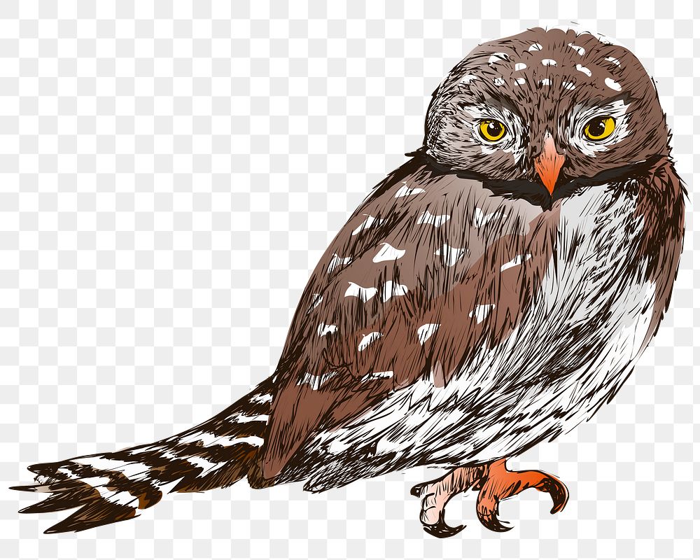 Png Northern Pygmy owl  animal illustration, transparent background