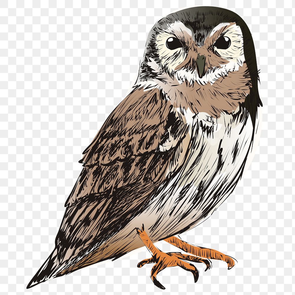 Png Screech owl  animal illustration, transparent background