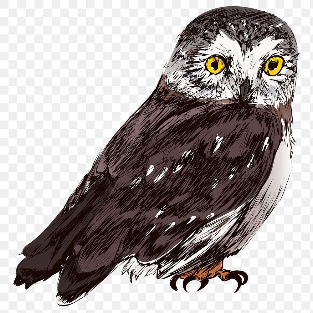 Png Northern saw-whet owl  animal illustration, transparent background