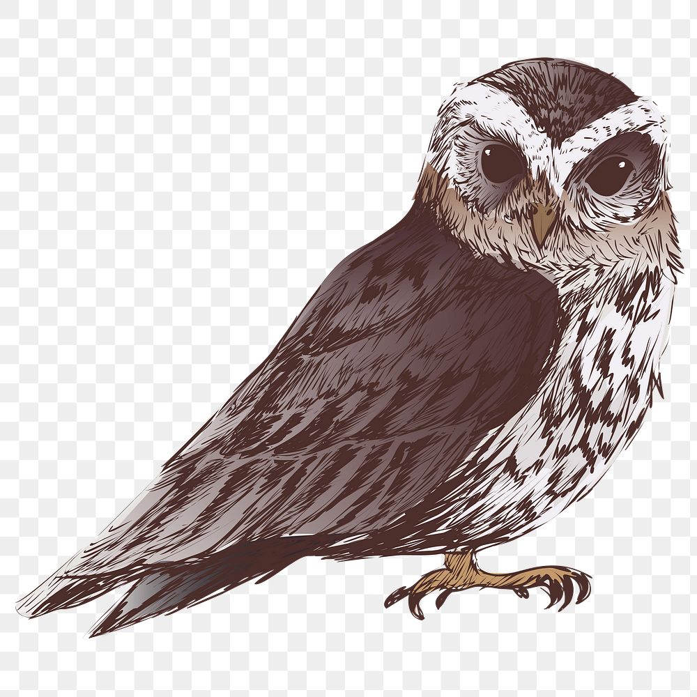 Png Flammulated owl  animal illustration, transparent background