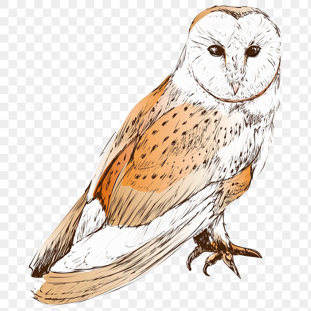 Png Barn owl  animal illustration, transparent background