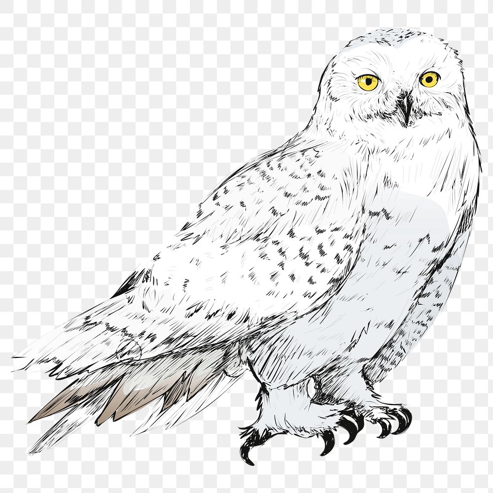 Png Snow owl  animal illustration, transparent background