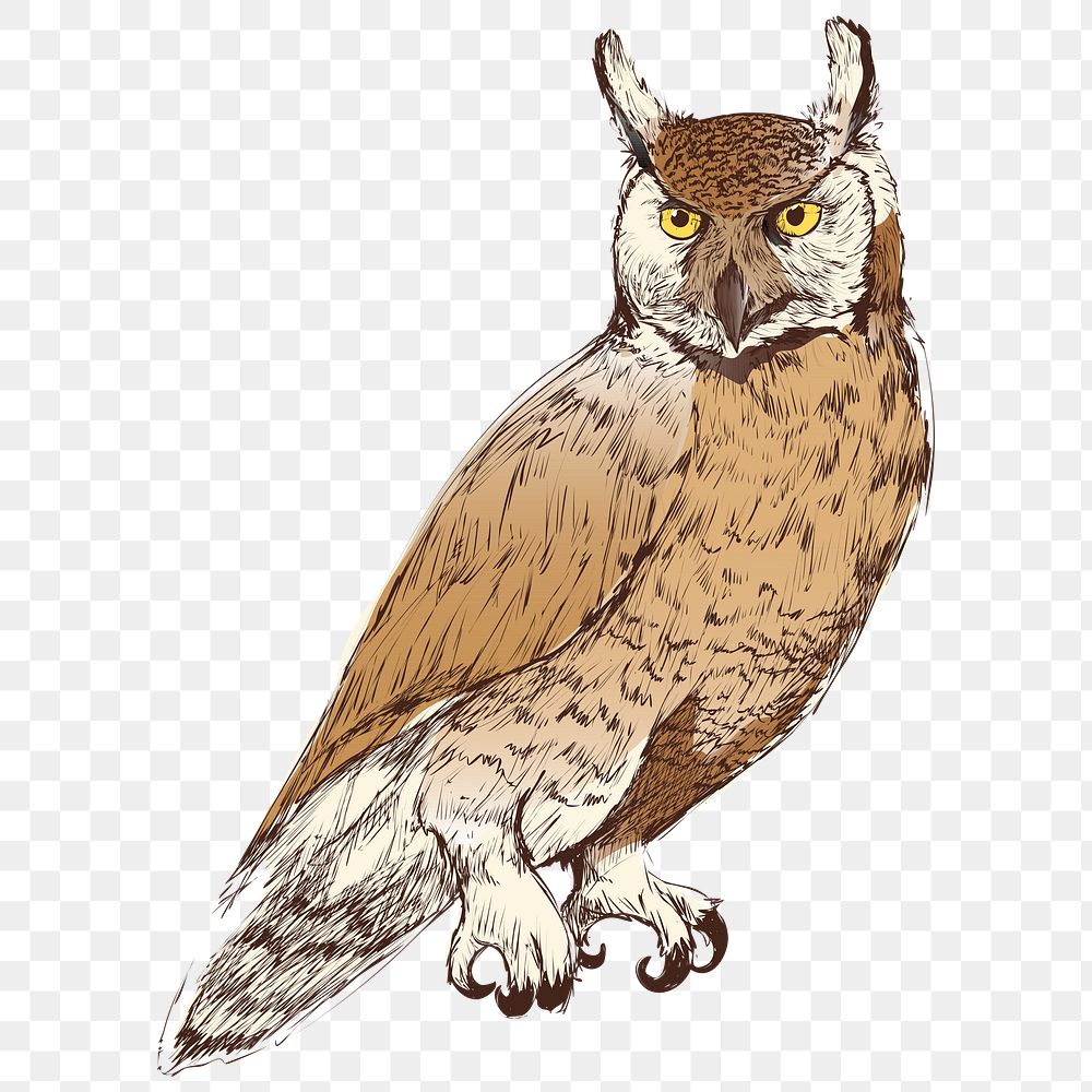 Png Great Horned owl  animal illustration, transparent background