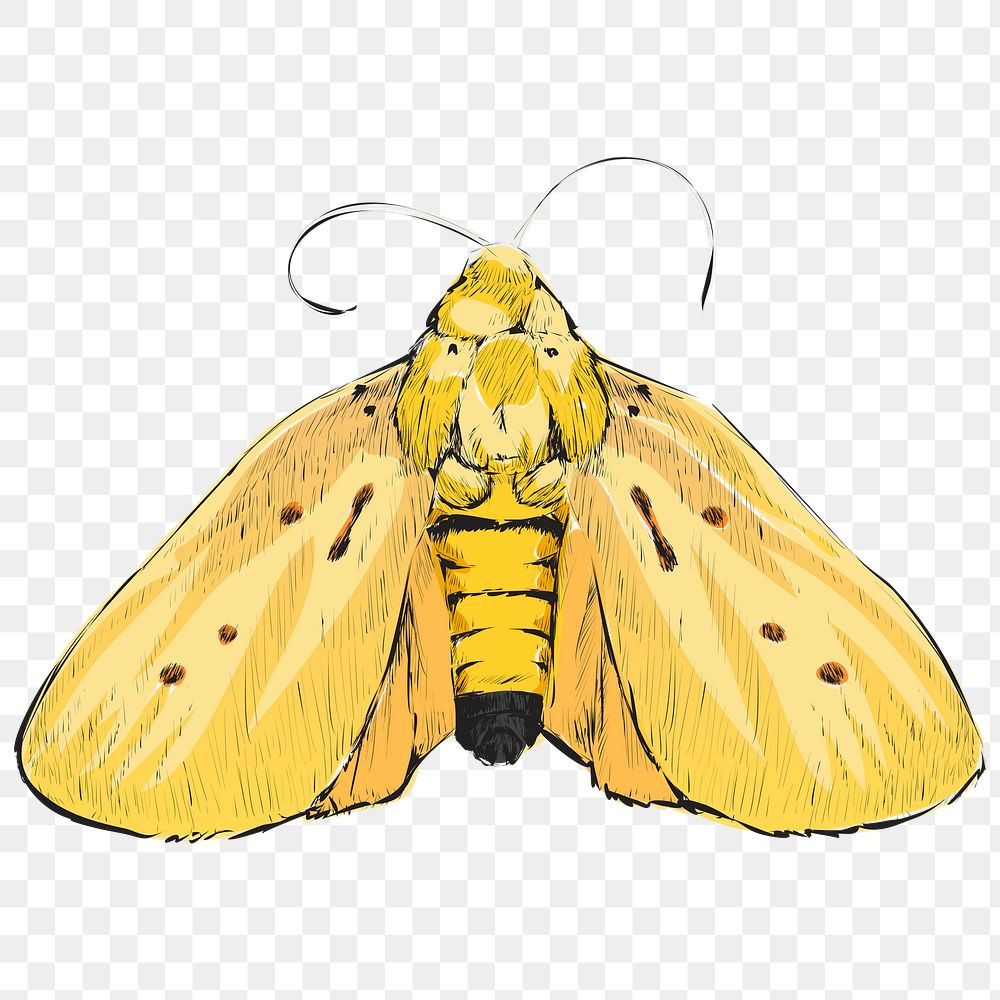 Png yellow moth  animal illustration, transparent background