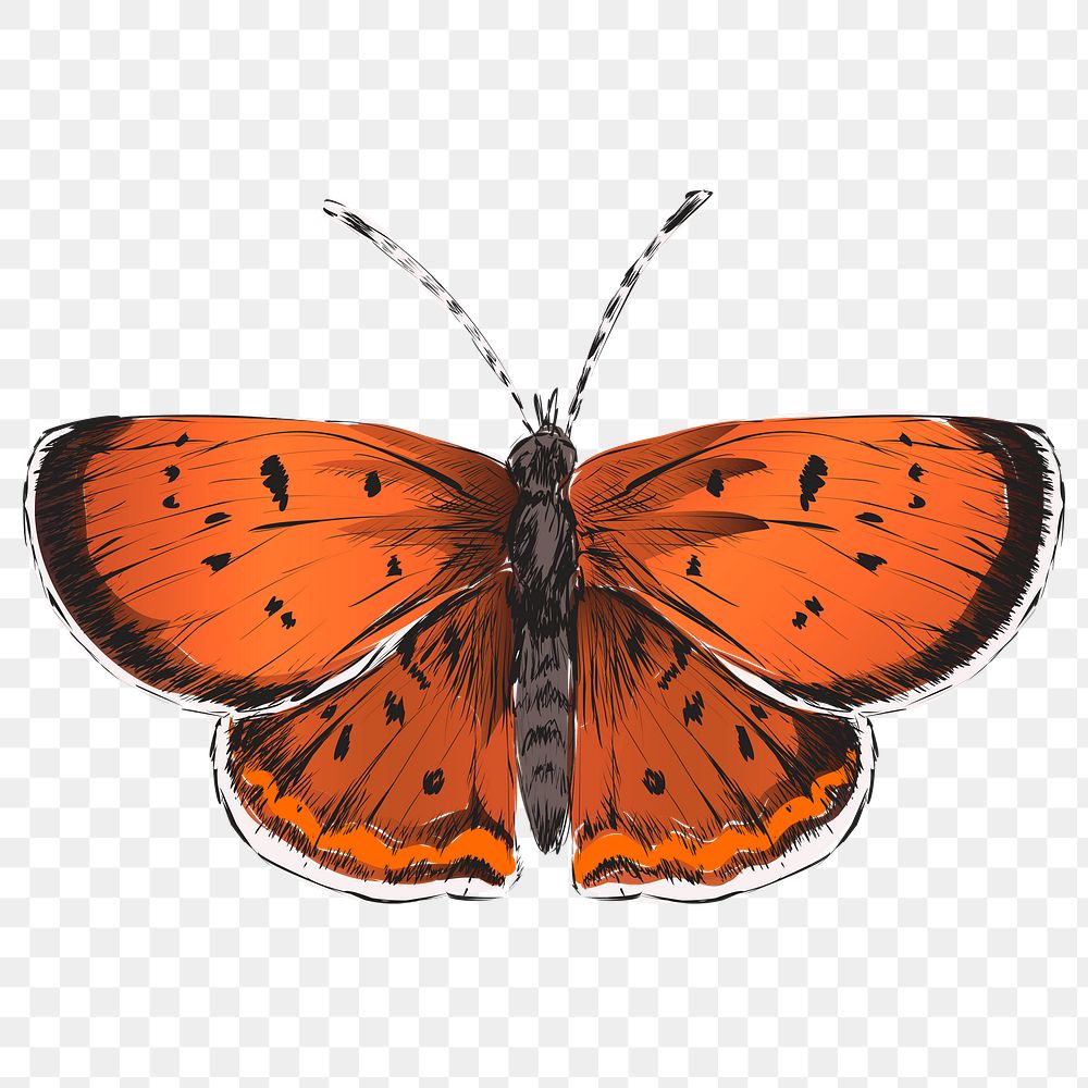 Png Purplish Copper butterfly  animal illustration, transparent background