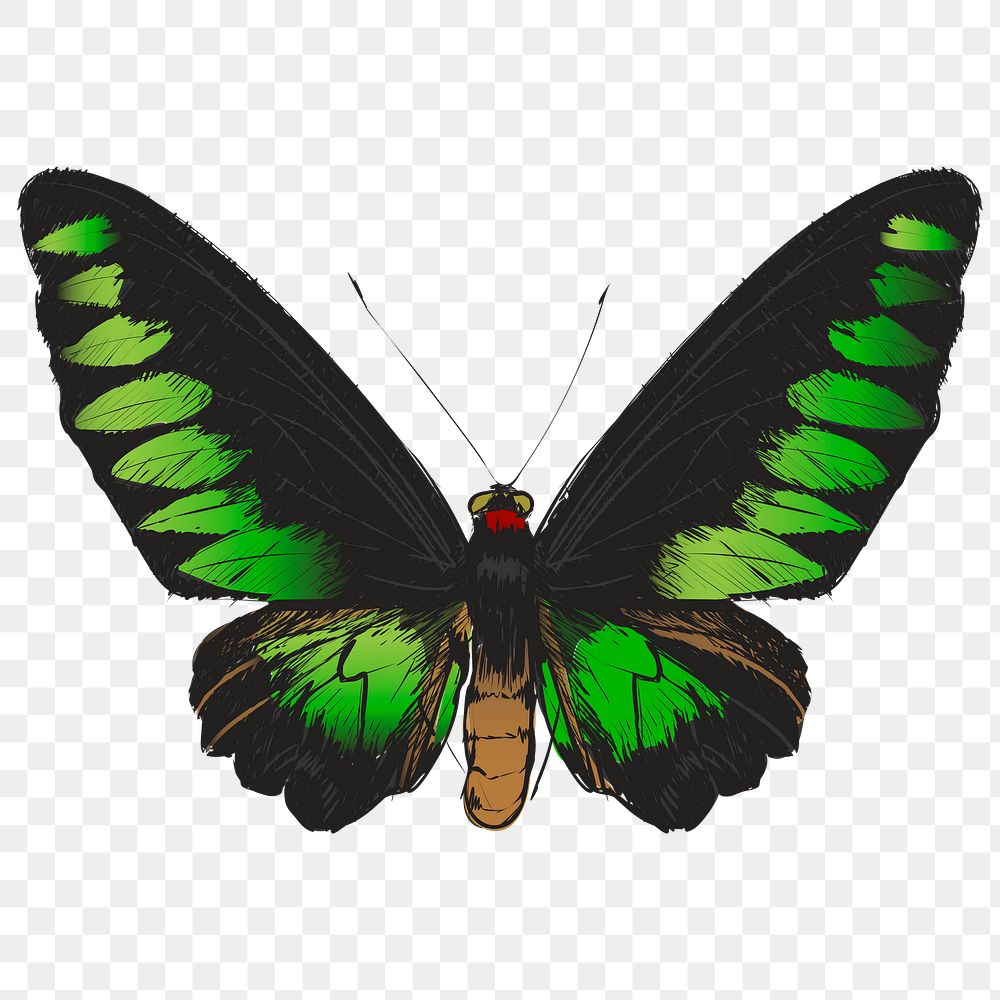 Png Green butterfly  animal illustration, transparent background