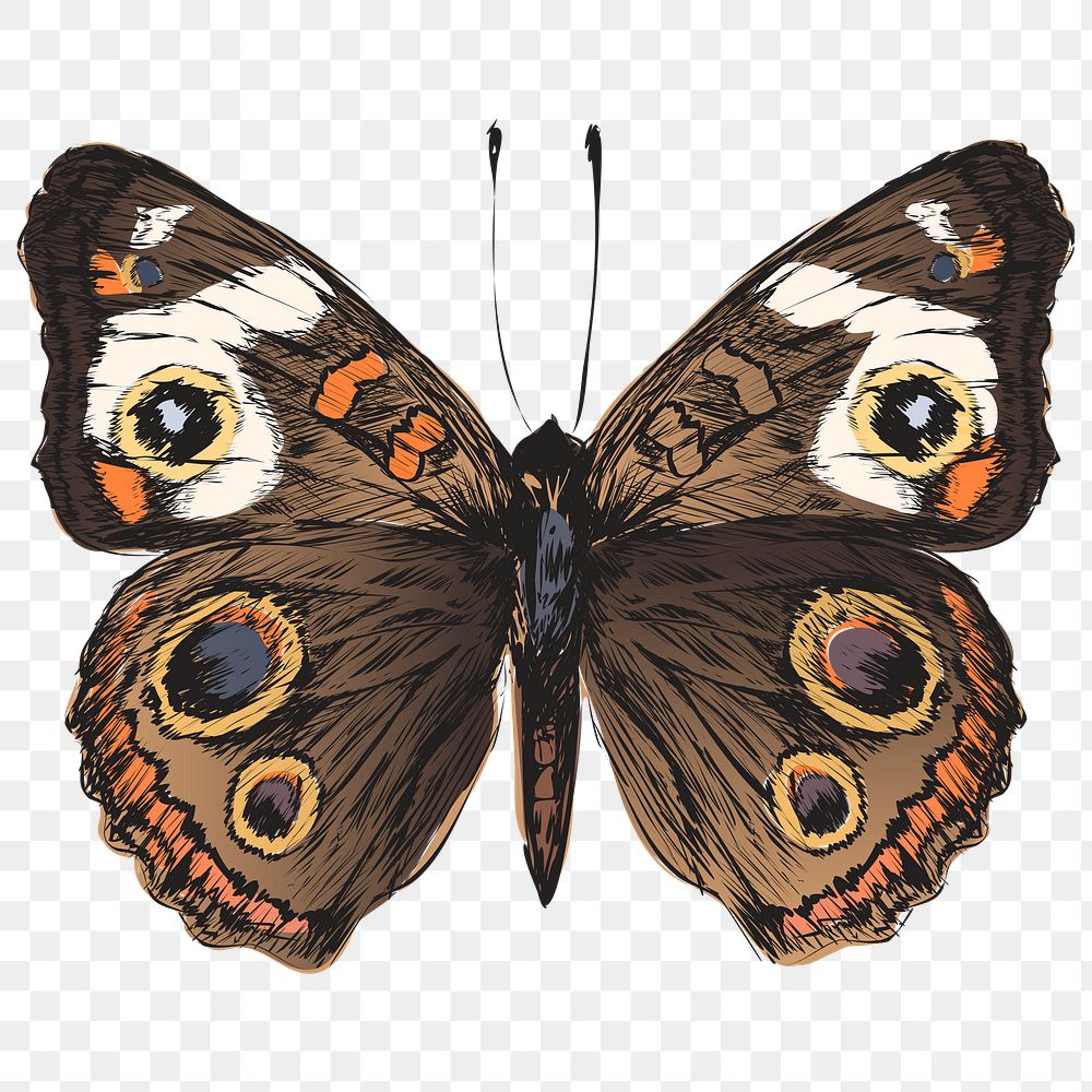 Png Common Buckeye butterfly  animal illustration, transparent background