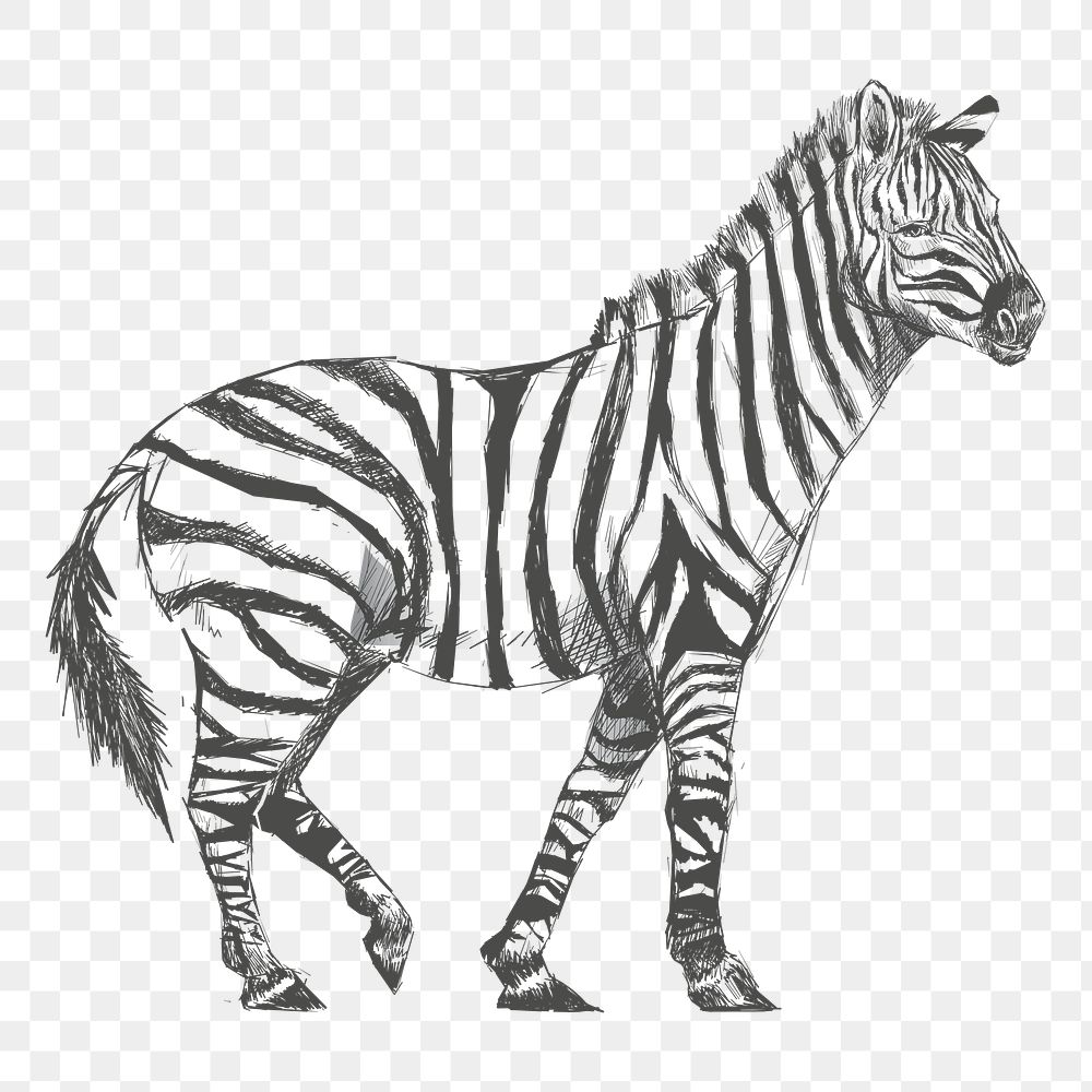 Png Zebra sketch  animal illustration, transparent background