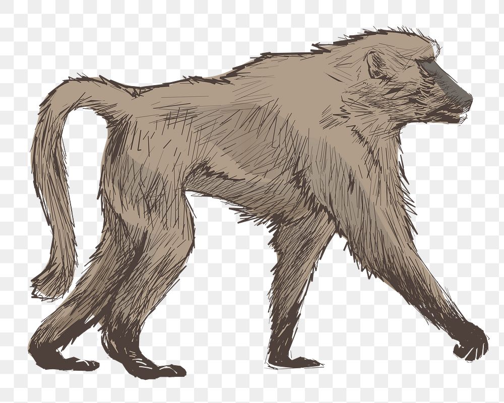 Png Baboon walking  animal illustration, transparent background